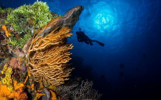 Colombia scuba-diving in Cozumel 2020