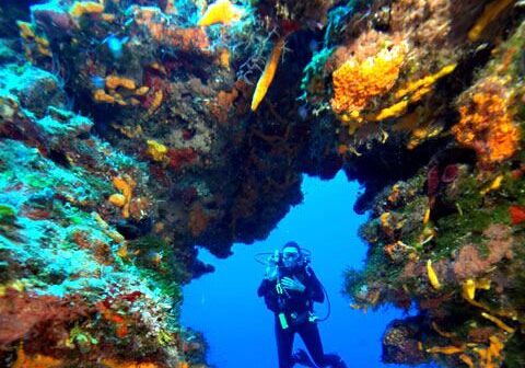 Palancar reef scuba-diving in Cozumel 2020