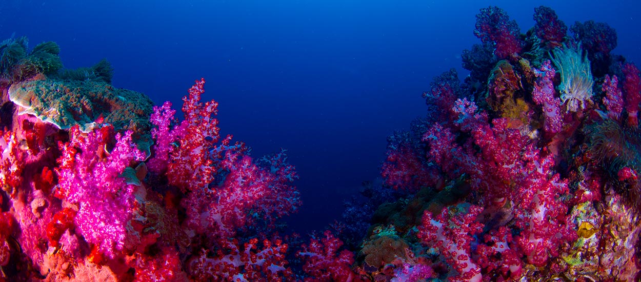Diving