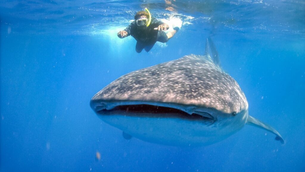 Whale shark tour Puerto Morelos