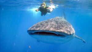 MExplor Whale shark tour Puerto Morelos