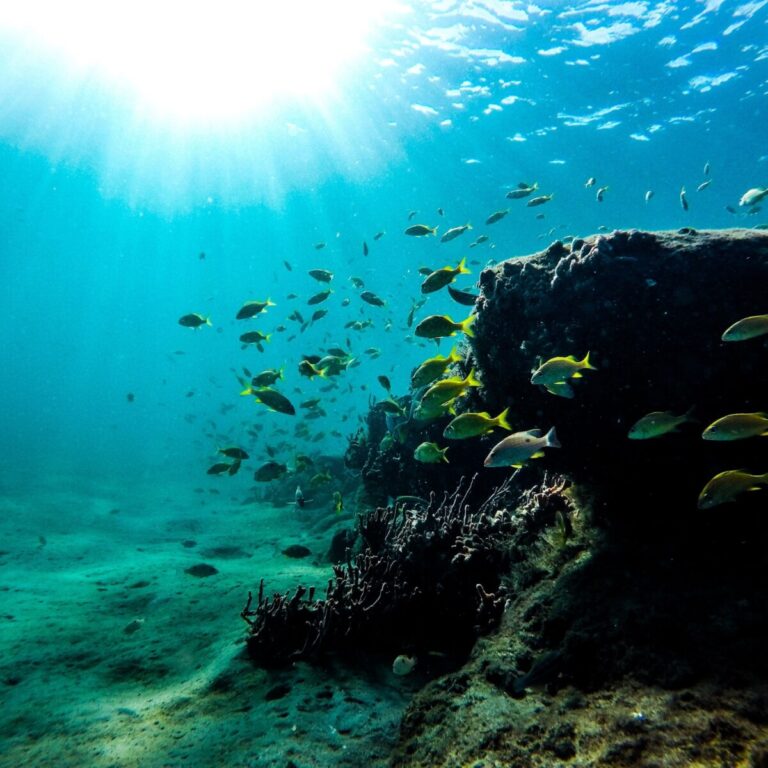 Diving in Puerto Morelos