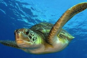 MExplor Cosas que Ver y Hacer en Akumal