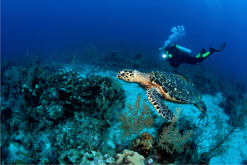 MExplor Diving