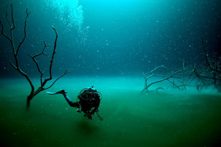 Scuba diver beside submerged branches in Cenote Angelita