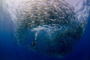 Cabo Pulmo diving