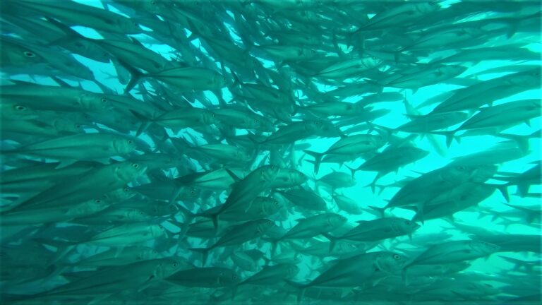 Cabo Pulmo Snorkeling