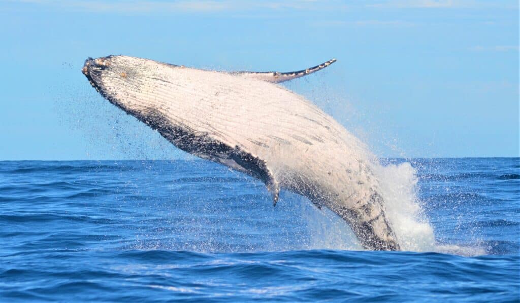Whale watching Baja California