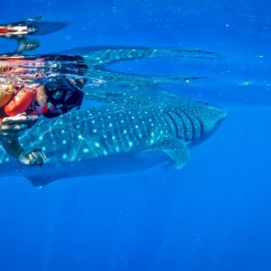 Cancun Whale shark Tour