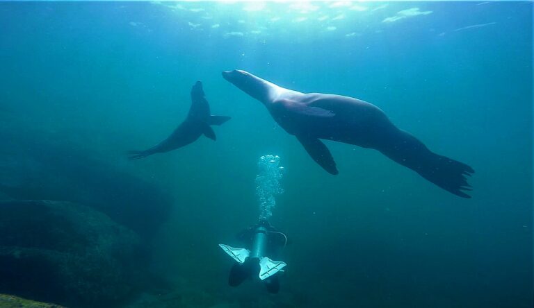 Scuba diving in La Paz
