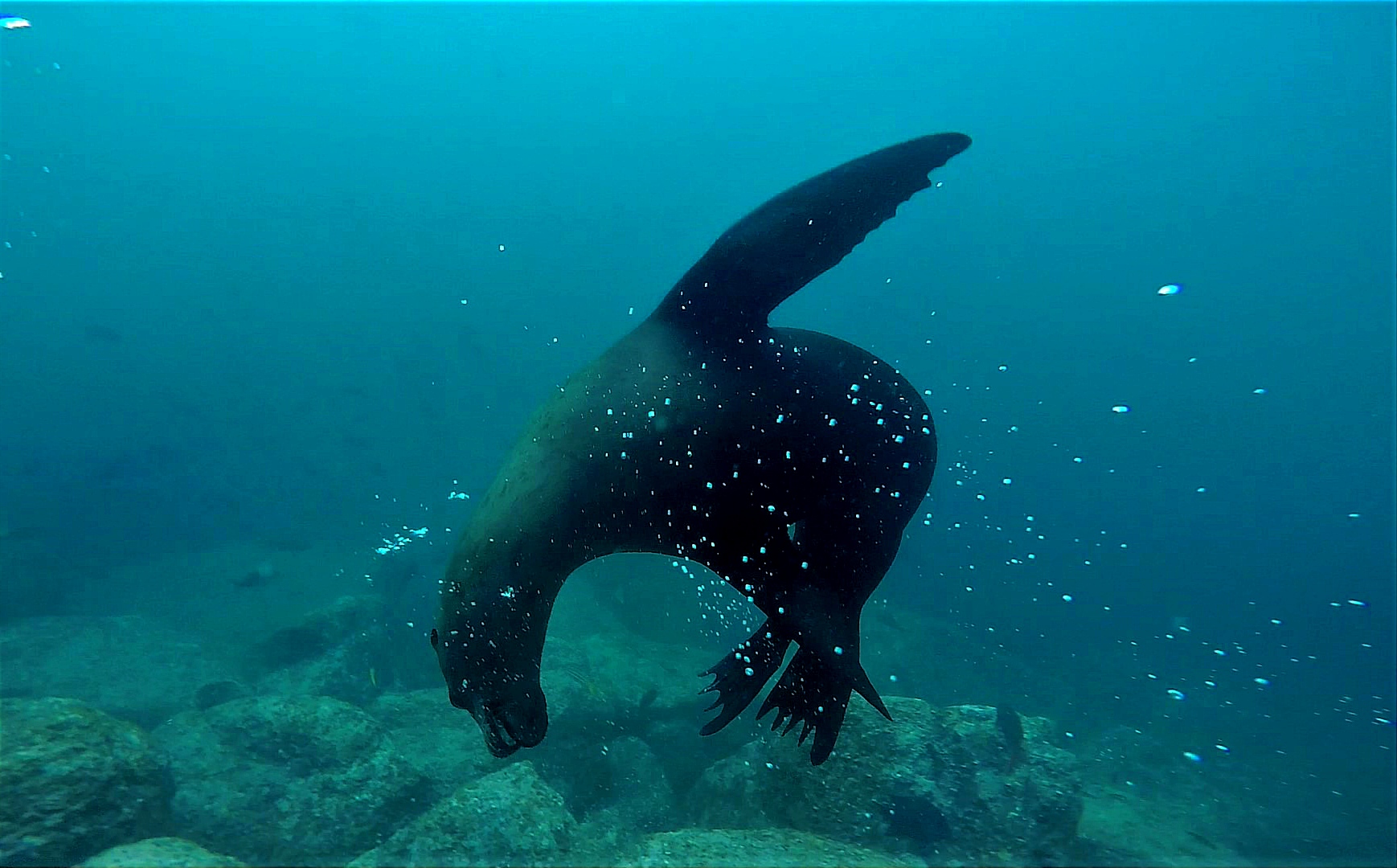 MExplor Diving La Paz Mexico