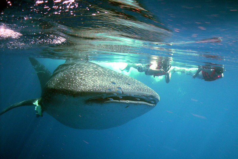 Whale shark tour Cancun for couple