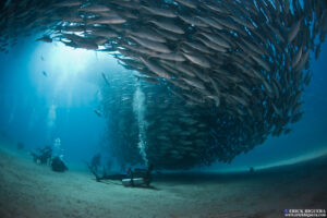 Buceo