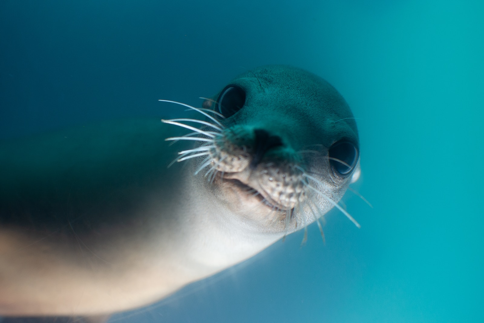 MExplor sea lions la paz