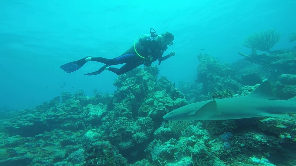 MExplor Diving