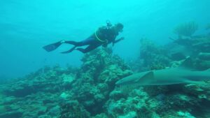 MExplor Diving