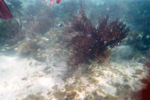 MExplor Diving