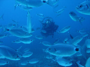 Buceo