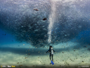 Diving