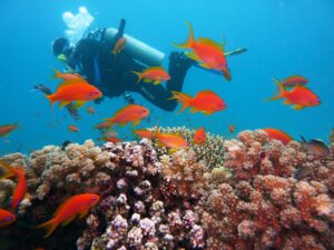 dive, underwater, water