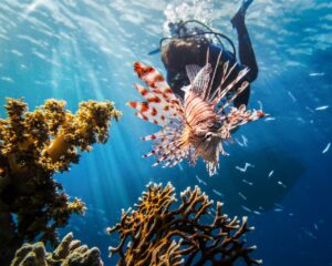 red sea, lionfish, scuba