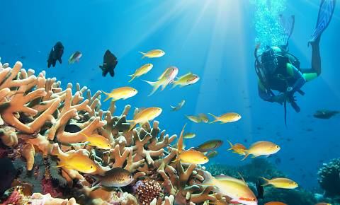 Diving
