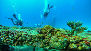 Buceo