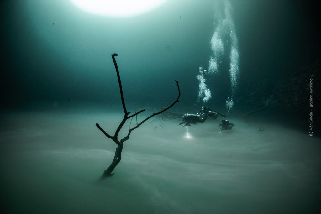 Divers above the underwater cloud and submerged branches in Cenote Angelita