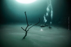 MExplor Divers above the underwater cloud and submerged branches in Cenote Angelita