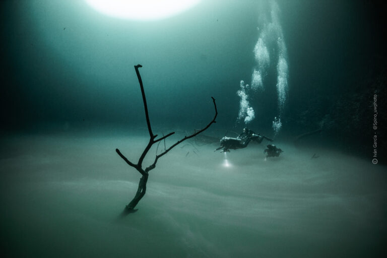 MExplor Divers above the underwater cloud and submerged branches in Cenote Angelita