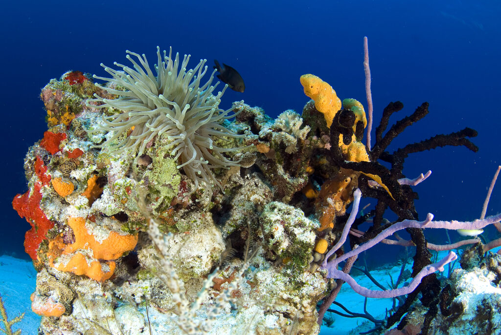 MExplor Diving