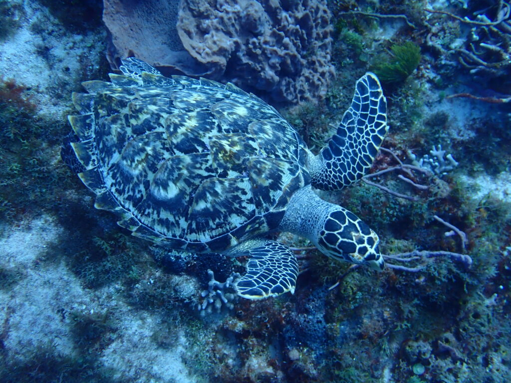 MExplor Buceo