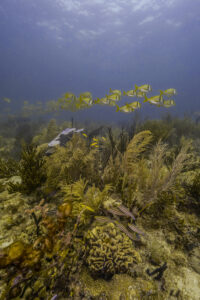 Diving