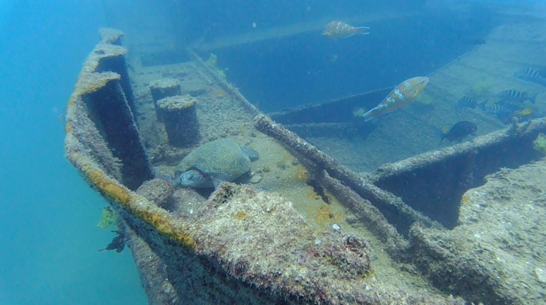 MExplor PUERTO MORELOS WRECK DIVE Sinked Ship (2 TANKS) - Image 5