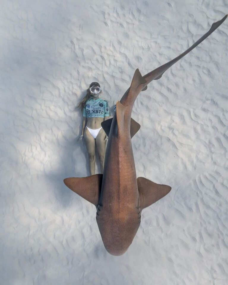 MExplor Diving