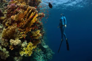MExplor Freediving photography showing a freediver beside a coral reef in blue water