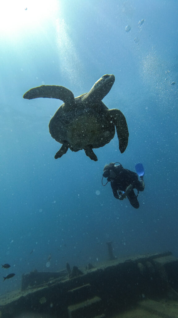 MExplor Diving
