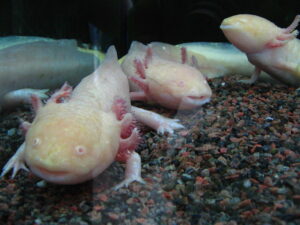 MExplor Buceo