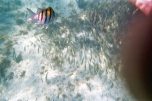 Diving