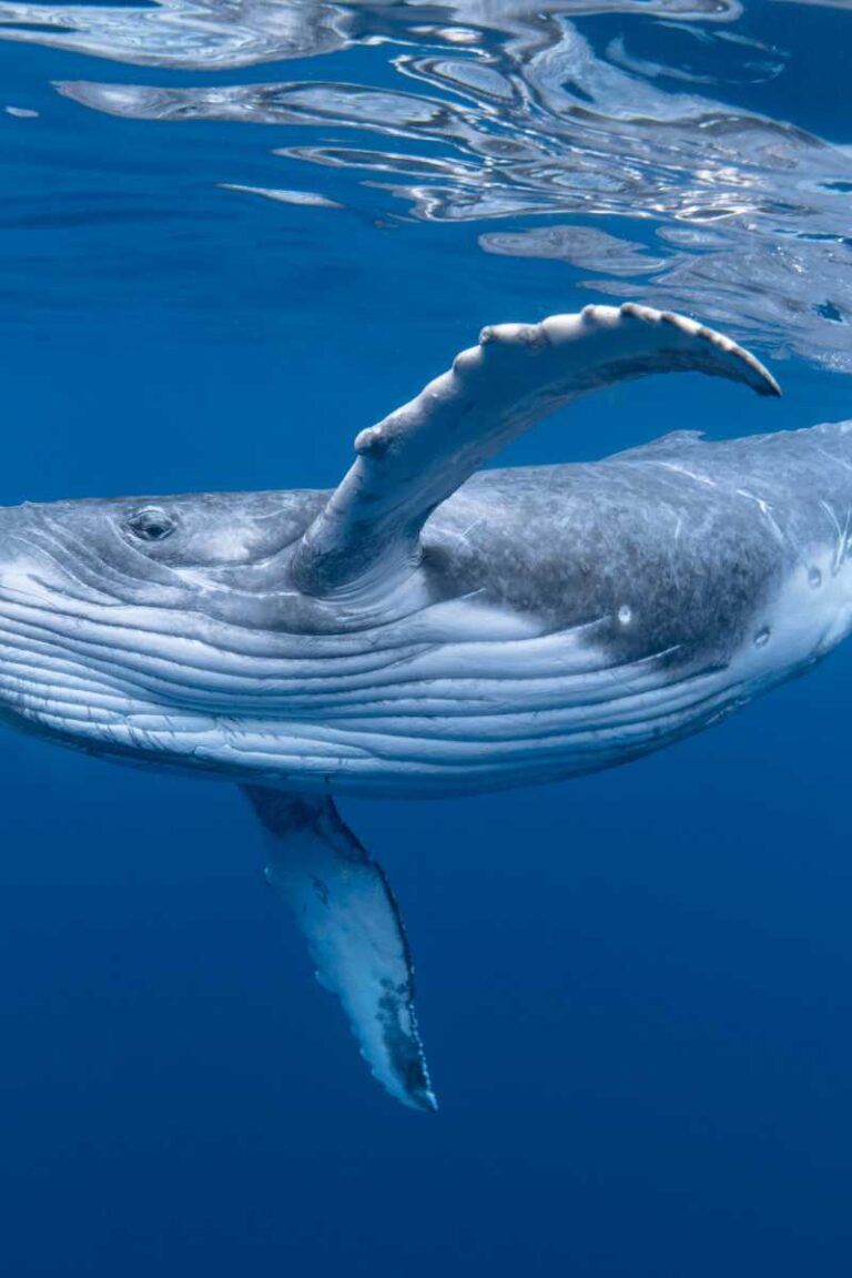 Diving with Humpback whales Coiba Island Panama diving