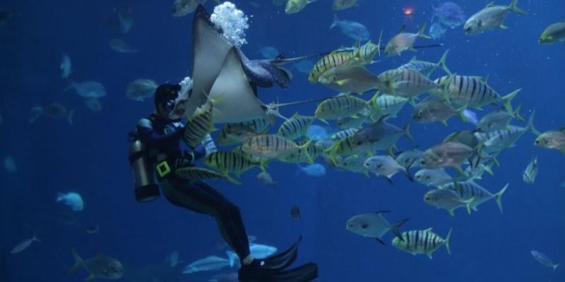 Diving