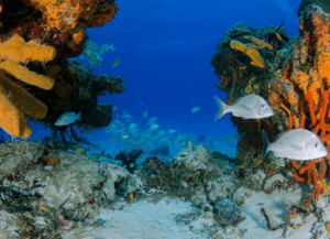 Diving
