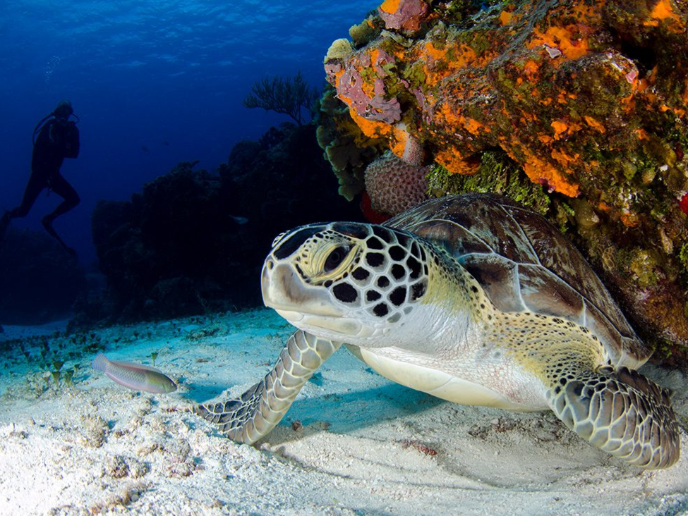 MExplor Buceo