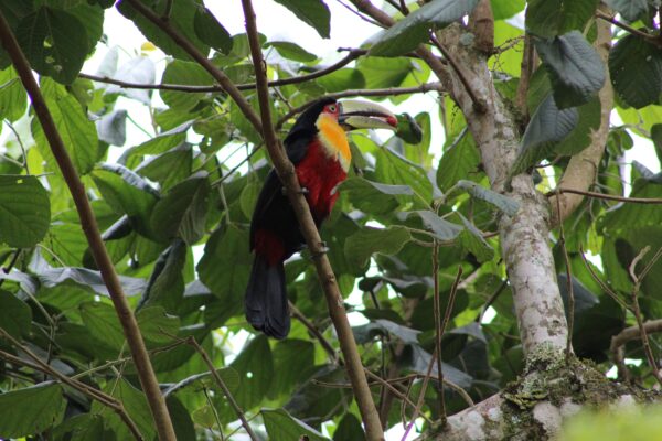 Birds of Cancun Mexico - Image 7