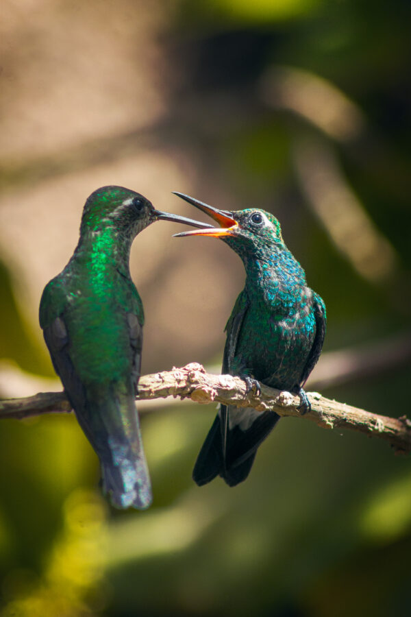 Birds of Cancun Mexico - Image 11