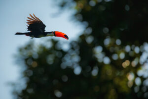 MExplor Diving