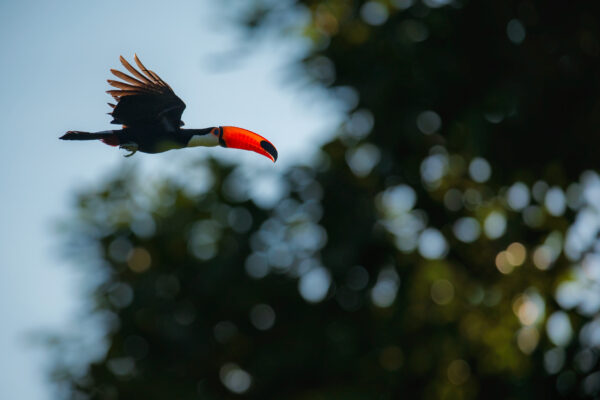 Birds of Cancun Mexico - Image 12