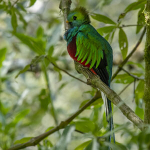 Quetzal Bird Guatemala