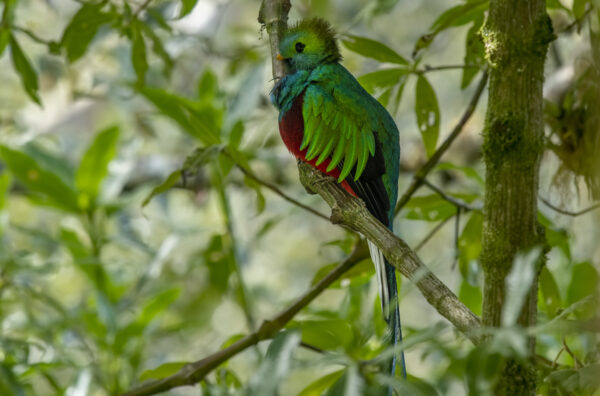 Birds of Cancun Mexico - Image 13