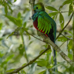 Quetzal en Guatemala
